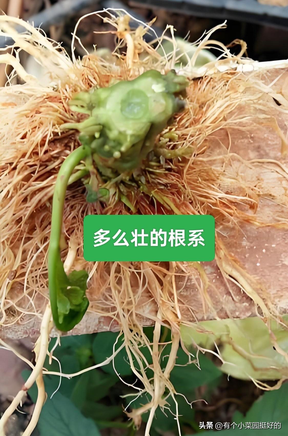 西红柿马上罢园，拔一棵看看根系，才明白今年减产烂棵的病根
 
小菜园的西红柿快收