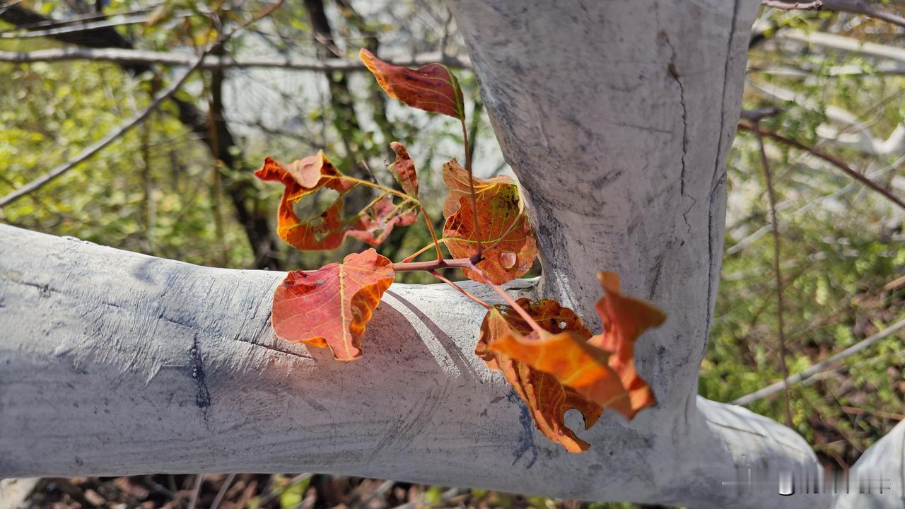 可以分享一张秋景的树叶的照片吗？秋天最美的莫过于这些美丽的树叶了，每次看到它们，
