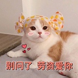 小草头爱读体育