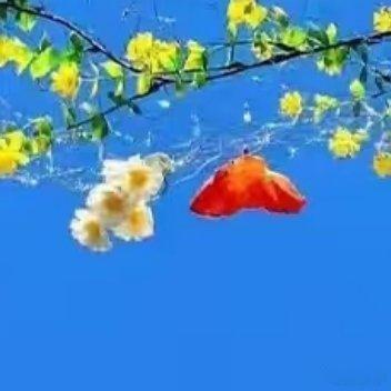生活，没有十全十美。花开成景，花落为诗，入眼是风景 入心是人生。知足，感恩，微笑