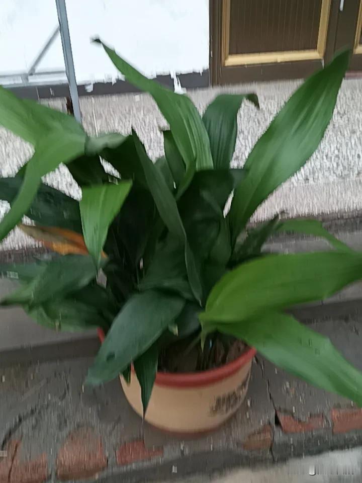 绿意盎然，生机勃勃的盆栽，点缀生活的小确幸。🌱🌿