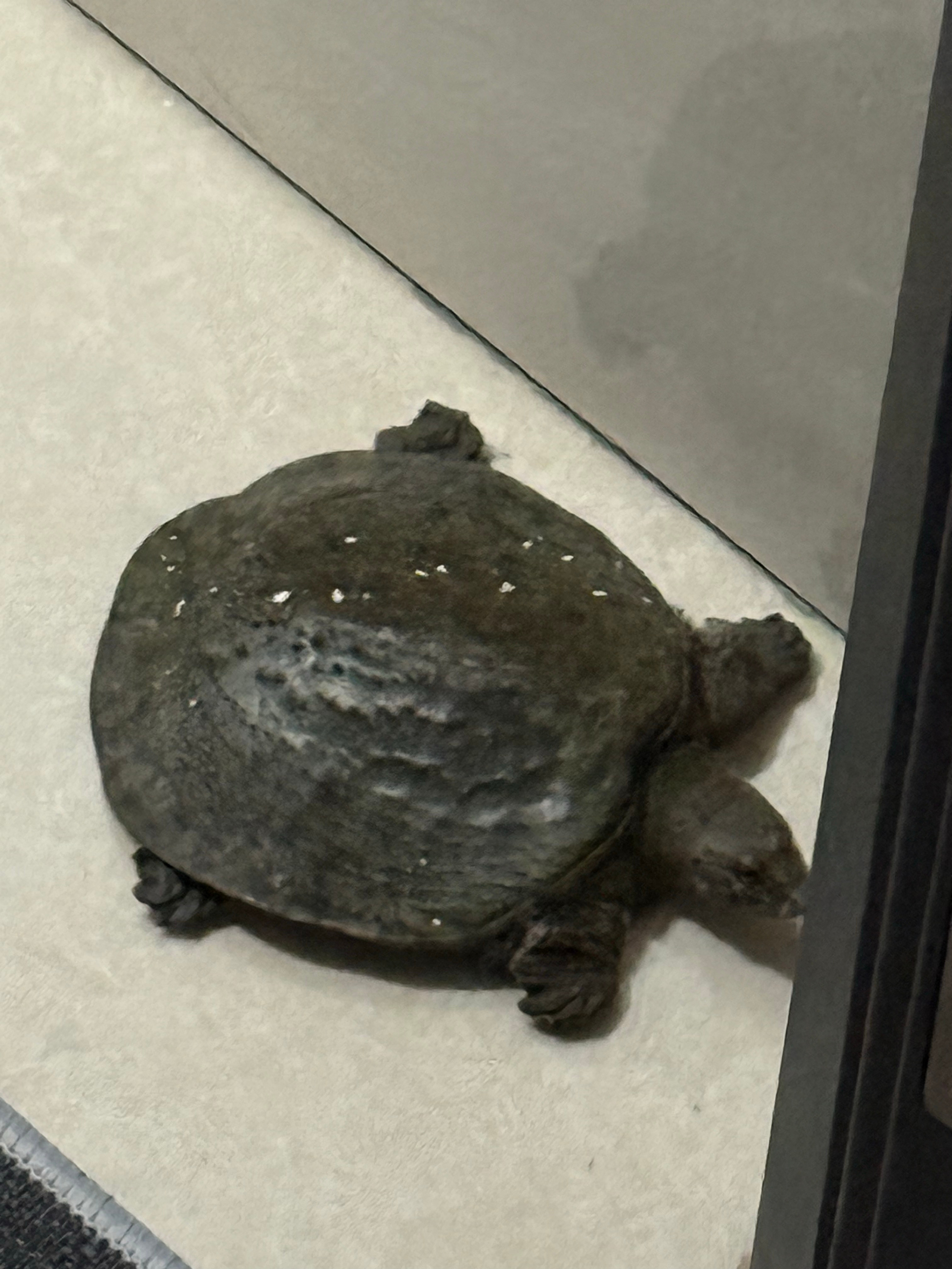 我妈开门扔了个垃圾 看见一只____