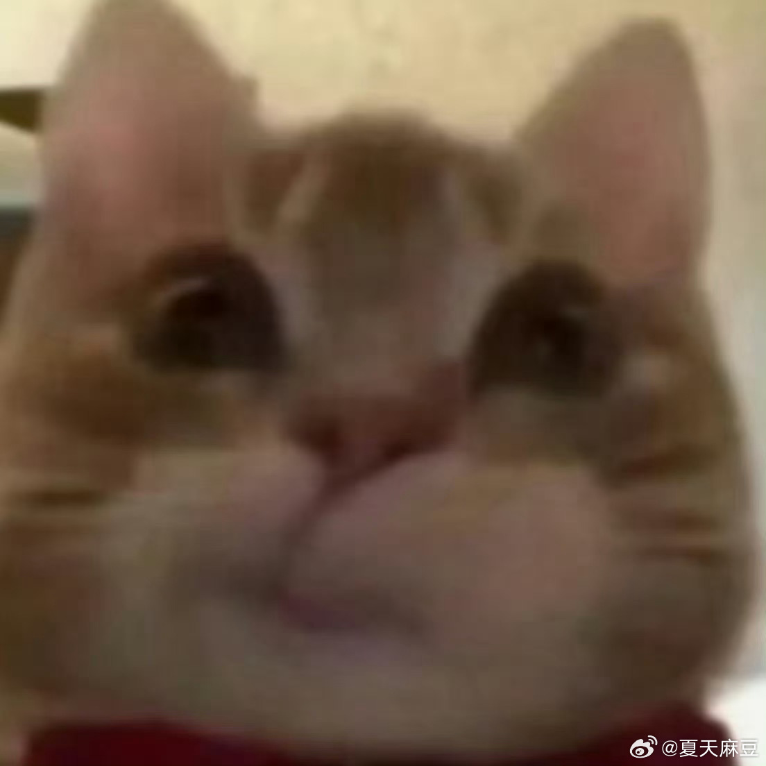 笋衣是一只小茂密 