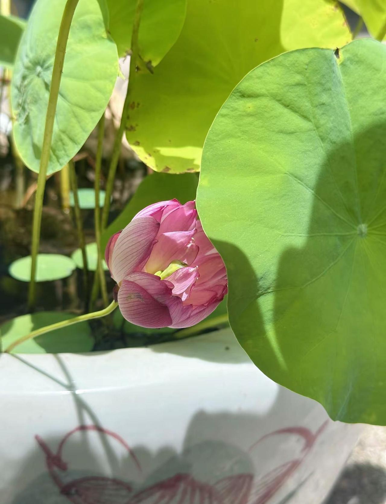 愿生活的每个角落，都有细微安静的美…愿你看淡世事沧桑，内心安然无恙～荷花 纯音乐