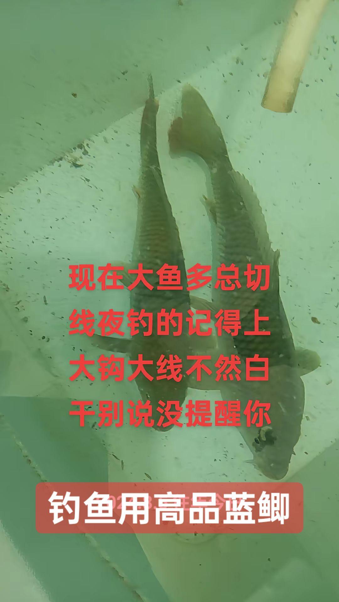 饵料在橱窗里面购买