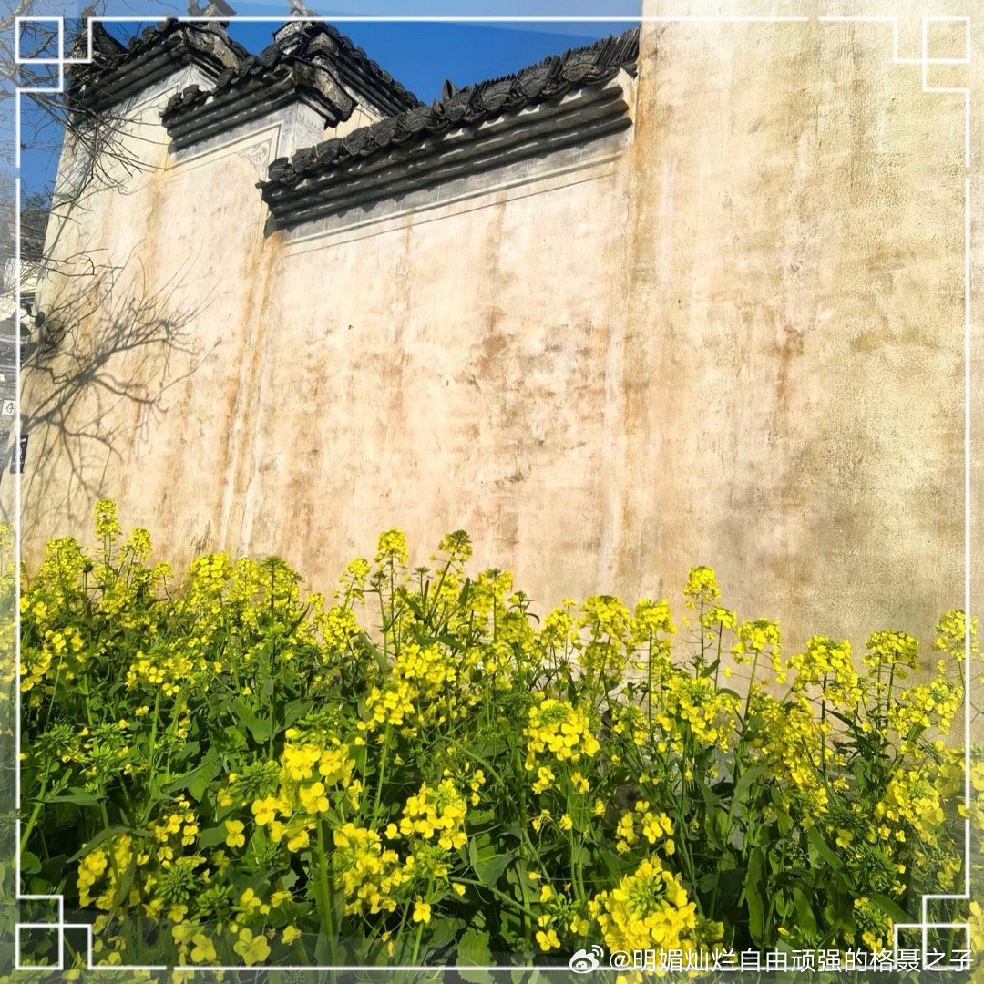 感觉等几天花期才会更甚 