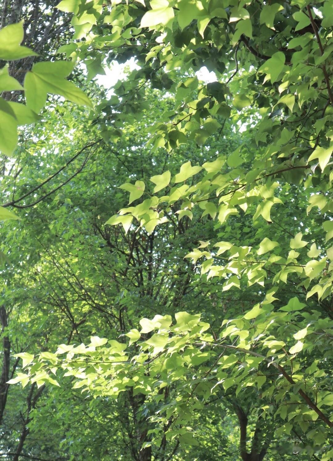 这时候春天快结束了，雨水变得特别重要，就像老天爷知道庄稼渴了，赶紧下场雨来喂饱田