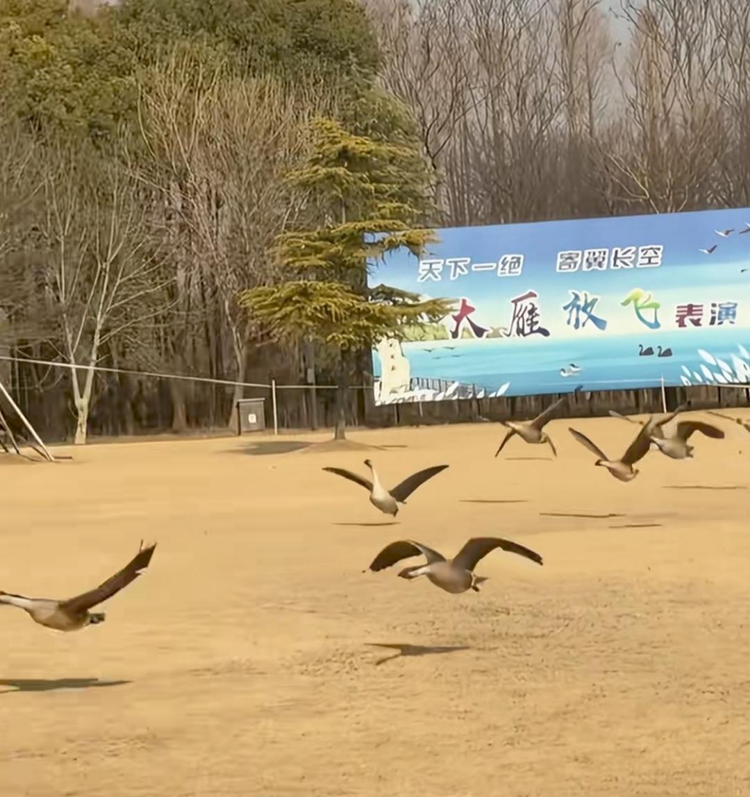 景区在大雁放飞表演时，故意放里一只大鹅！结果，大雁起飞时，鹅尴尬了！

张开翅膀