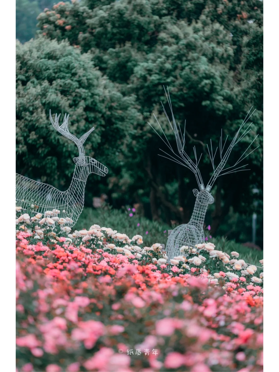 深圳立新湖的月季玫瑰花海，浪漫氛围感爆棚