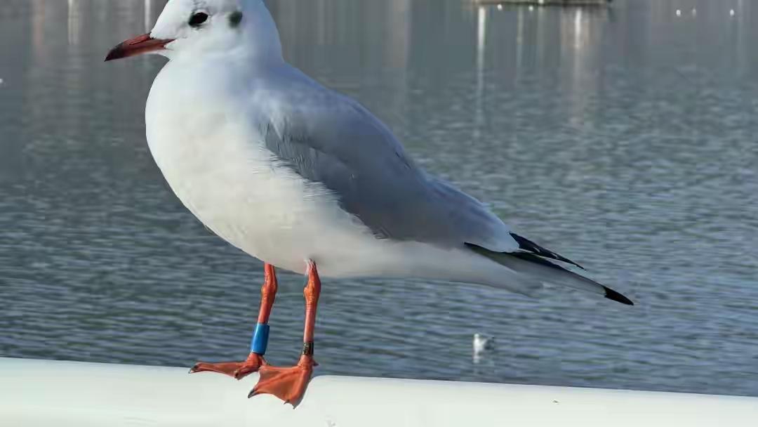 红嘴鸥昆明赴约40年，是春城人民的爱护，还是滇池生态的治理？

一场跨越四十年的