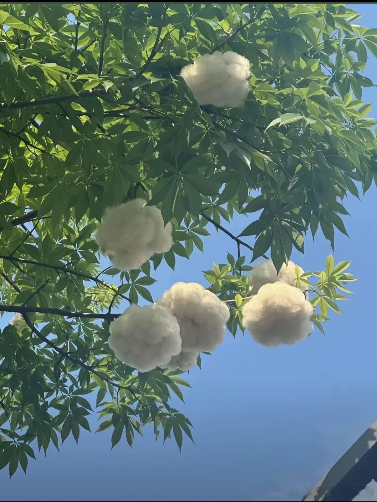 第一次发现原来我们广东的棉花树这么漂亮，远看好像树上长满了绵羊🐑 
