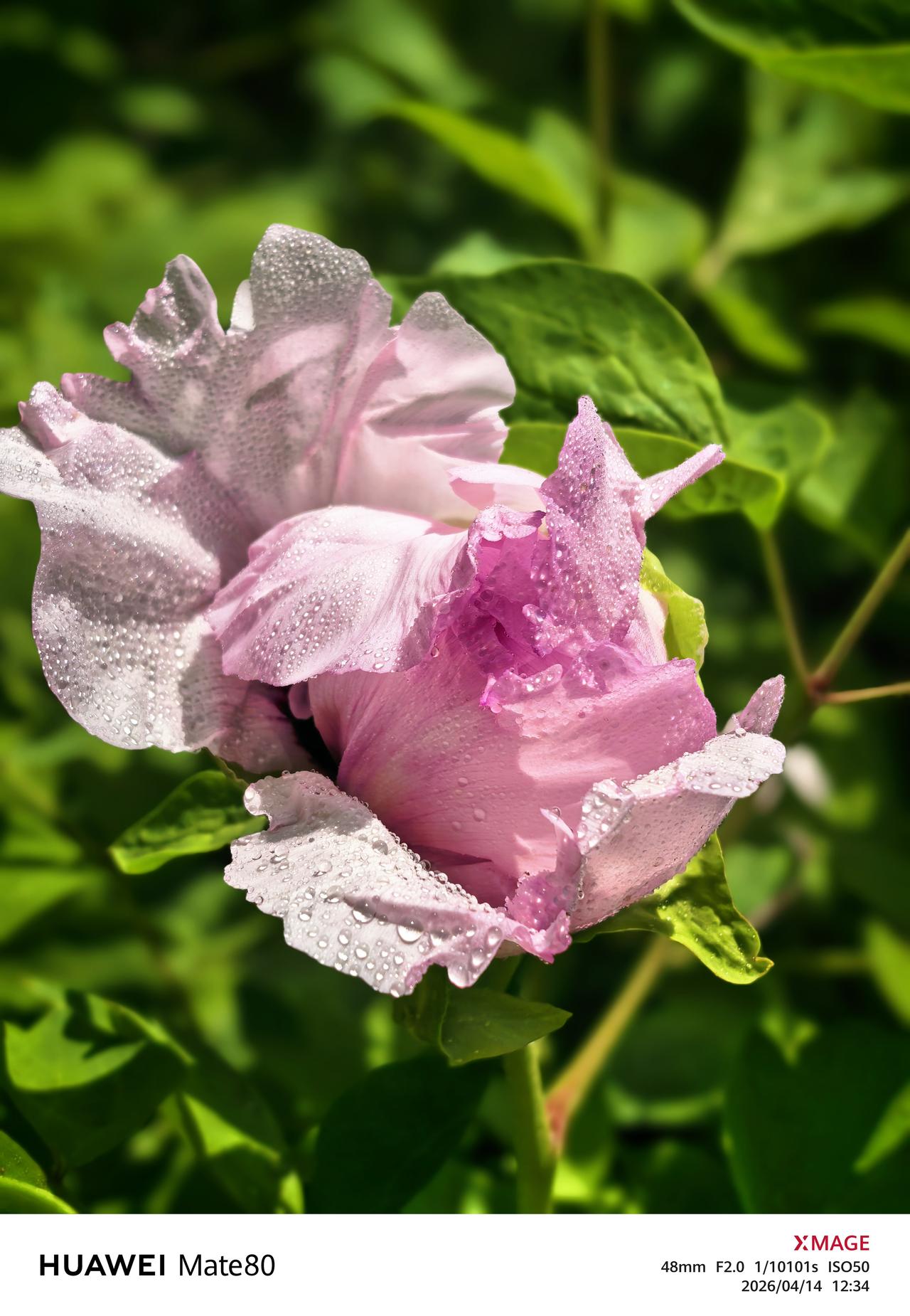 发一张你相册最近拍的花牡丹花开