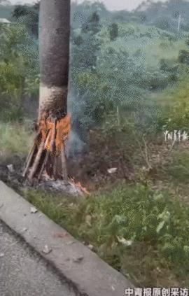 不敢相信，一男子路过国道，发现一老人在路边正在烧一棵树，男子立马上前去制止。质问