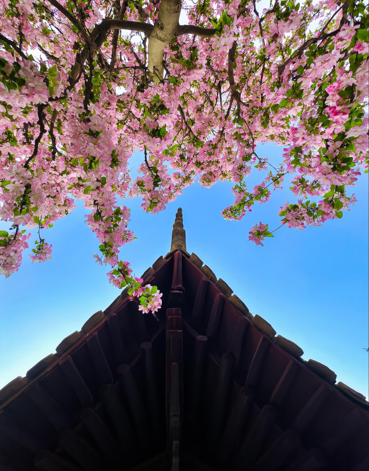 老屋檐配海棠花，这画面也太治愈了吧！梨花落屋檐 古韵屋檐 屋檐 麻雀屋檐 海棠花