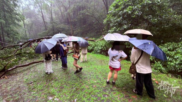 突发，杭州虎跑公园大树倒下来砸到游客？景区回应：目前游客伤情稳定，正在做全面检查诊疗