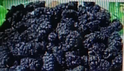 桑葚干堪称老年人的养生圣品，功效那可不少。它富含多种维生素和矿物质，能补血滋阴，