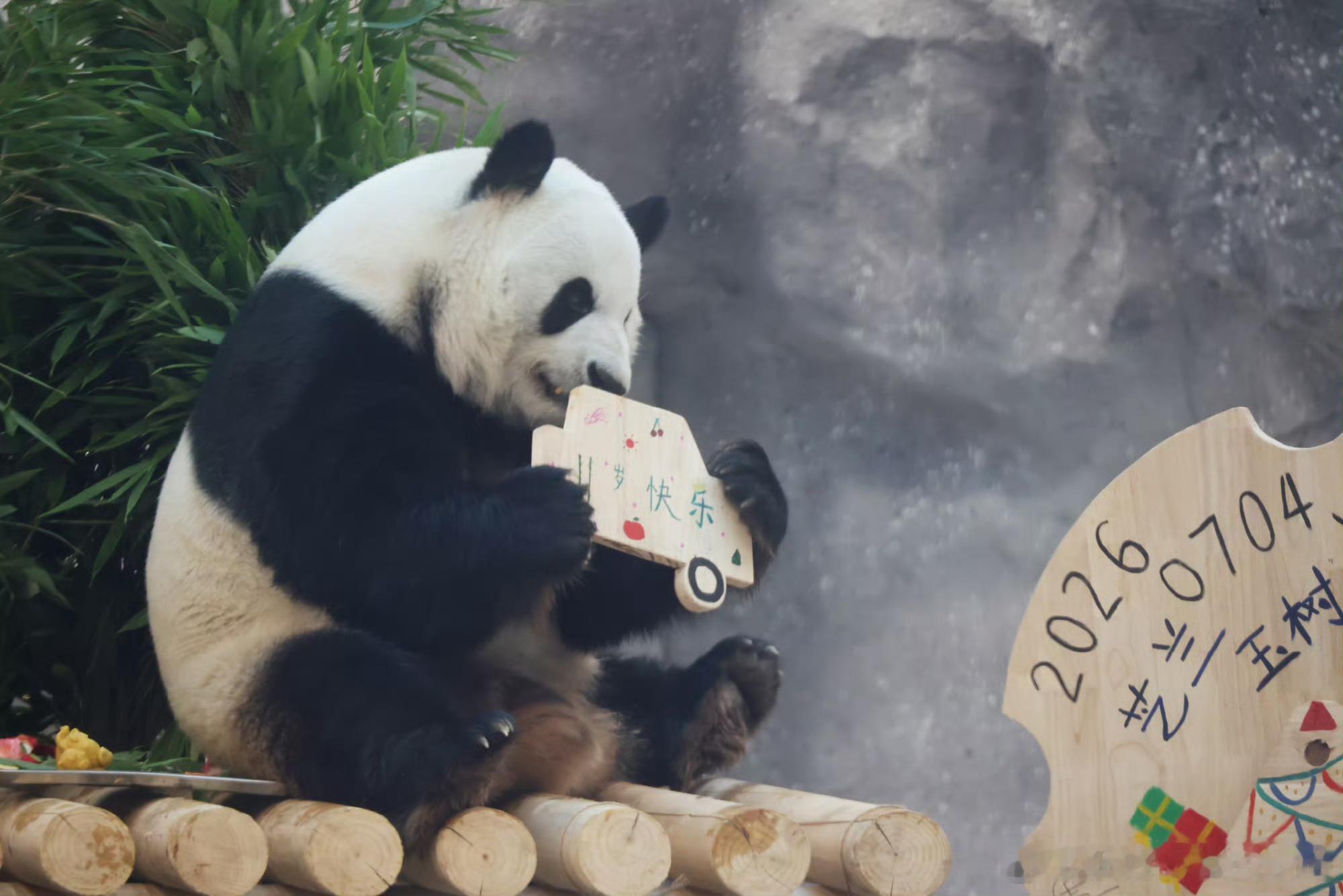 心爱的小熊健康快乐成长呀大熊猫萌兰花花和叶生日快乐