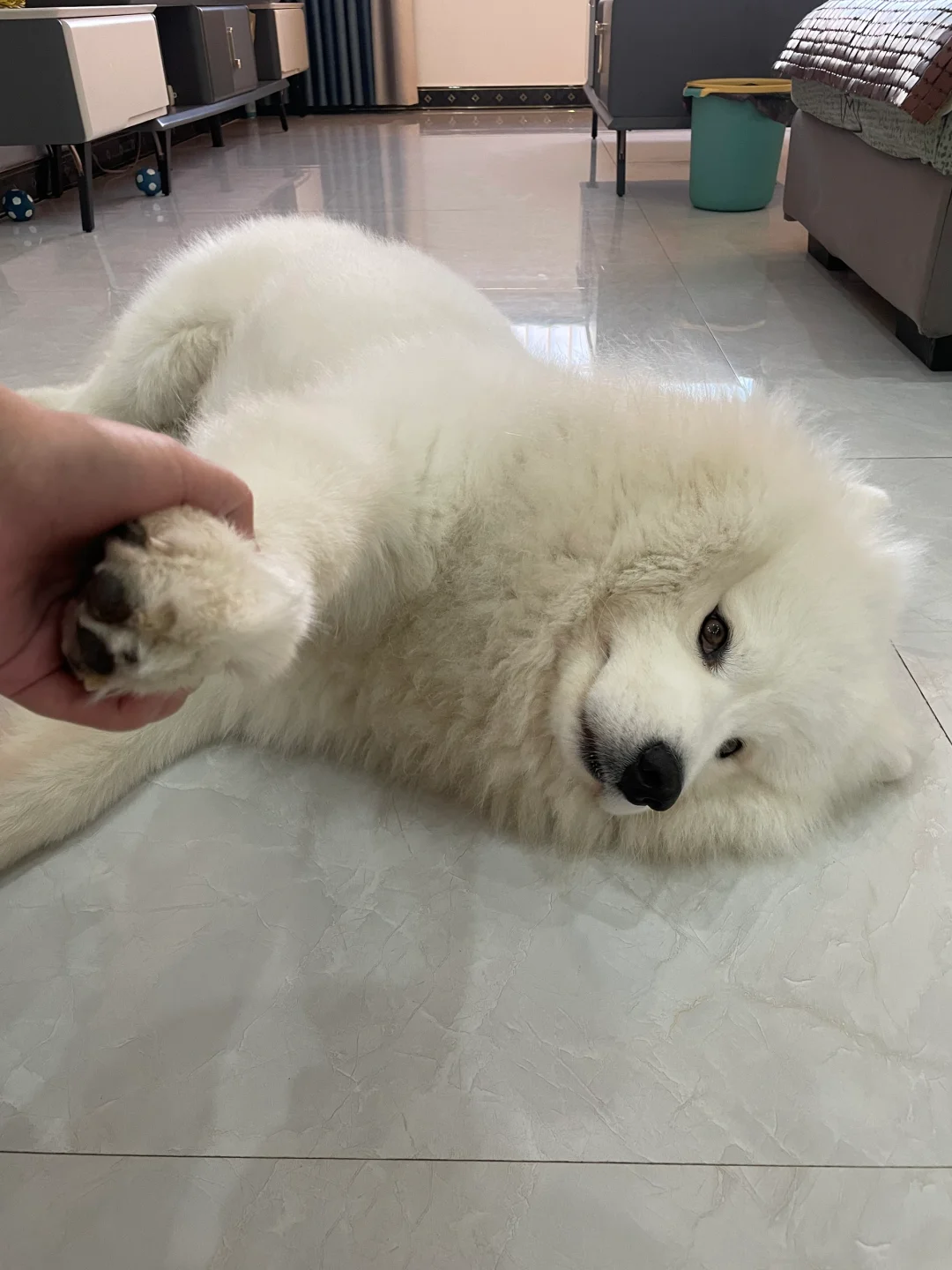 姨姨们 我可爱嘛～握手手