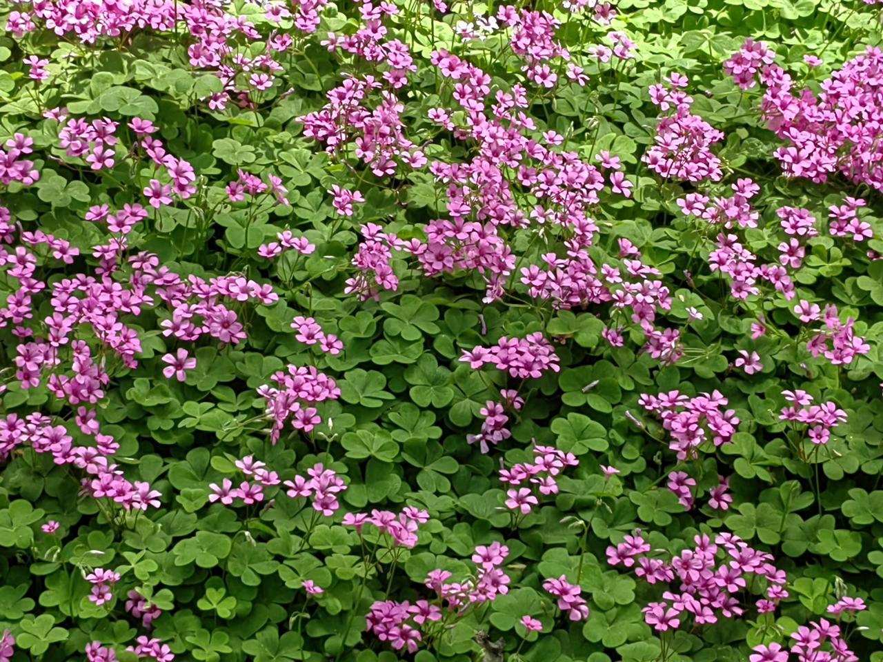 昨见一阔别二十年的同学，六七位同班同学陪伴，席间其自云爷爷已经九十九岁，他向中医