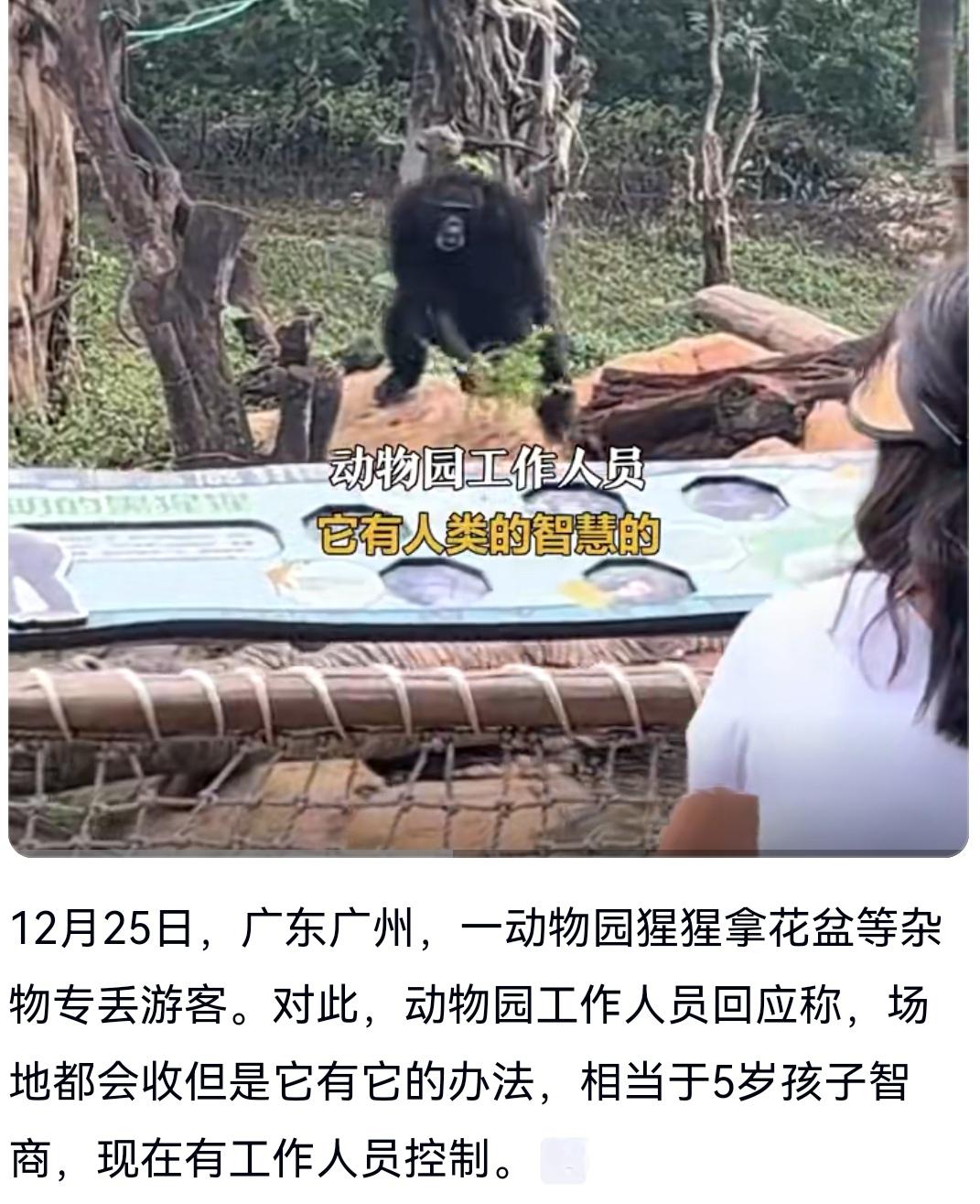就拿花盆砸你了，你能怎么滴吧？

近日，广东一动物园的大猩猩频繁拿花盆丢游客，被