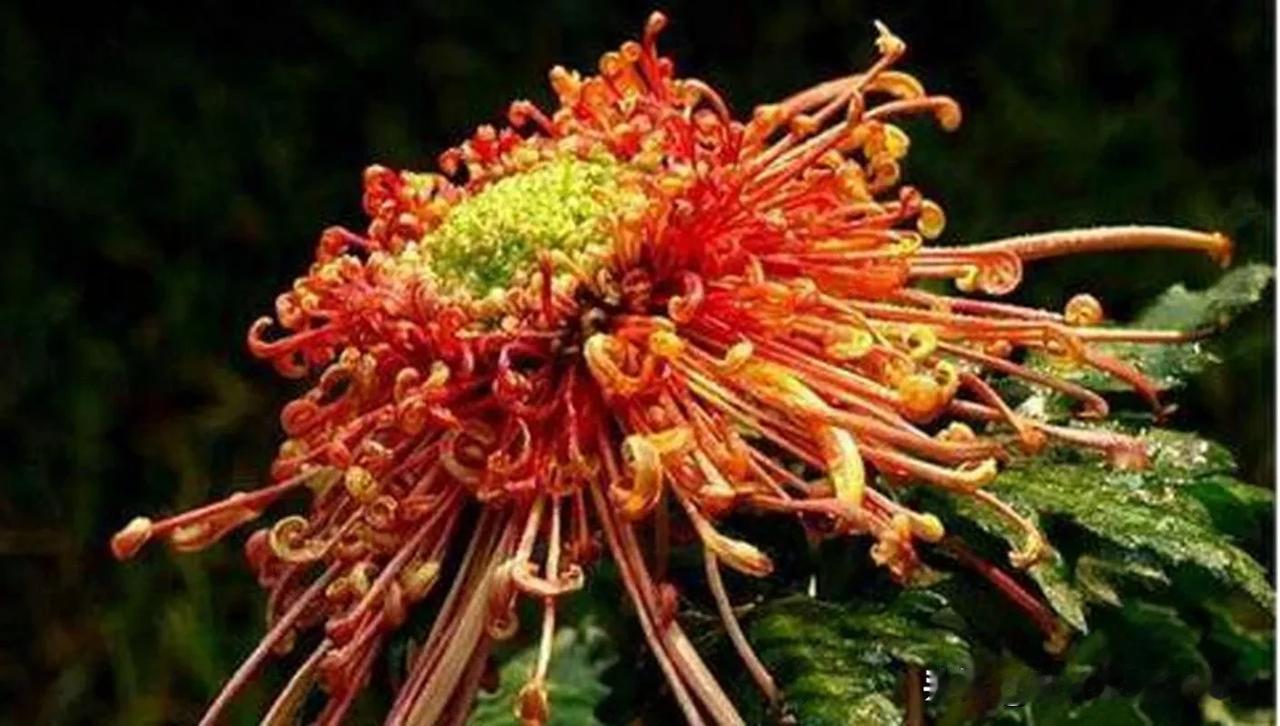 菊花艳极念游子，
秋叶黄时思故人。