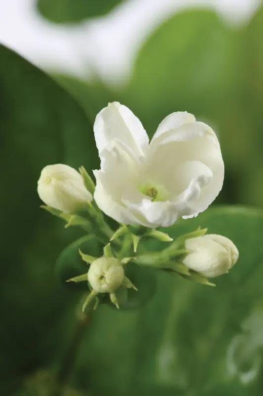 茉莉花的故乡到底在哪，还真有点让人犯迷糊。有人说扬州是茉莉花的故乡，词人柳永还写