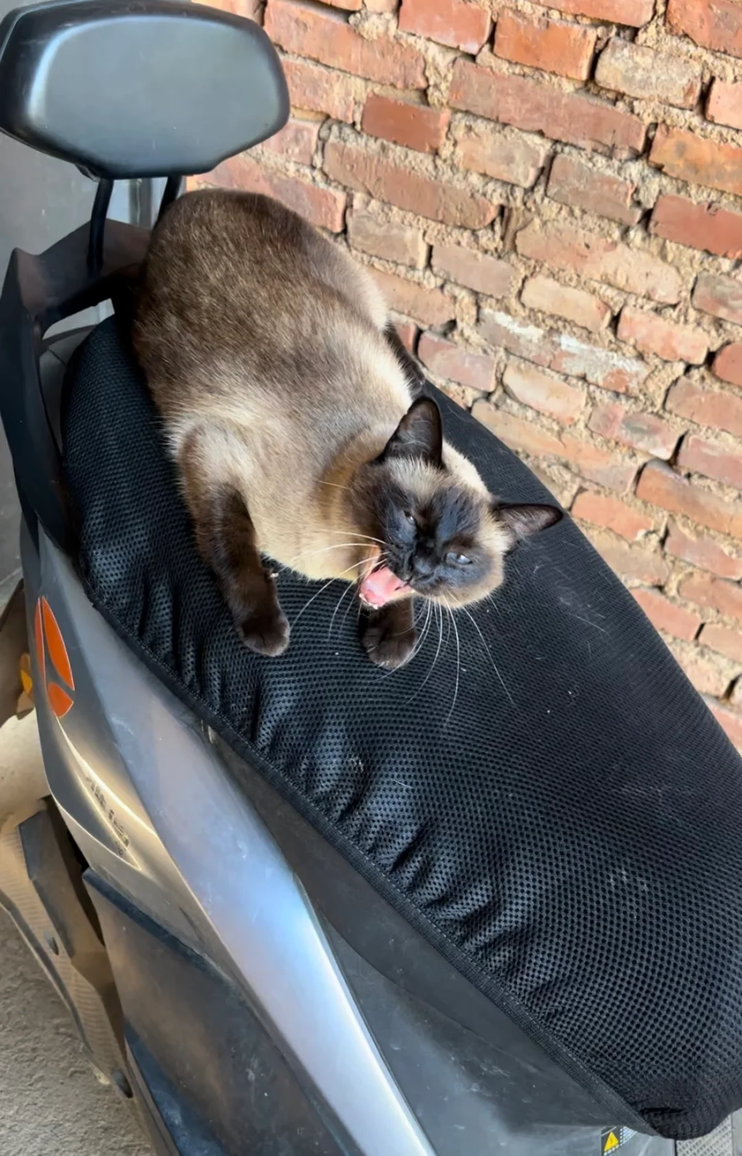 猫咪丑照