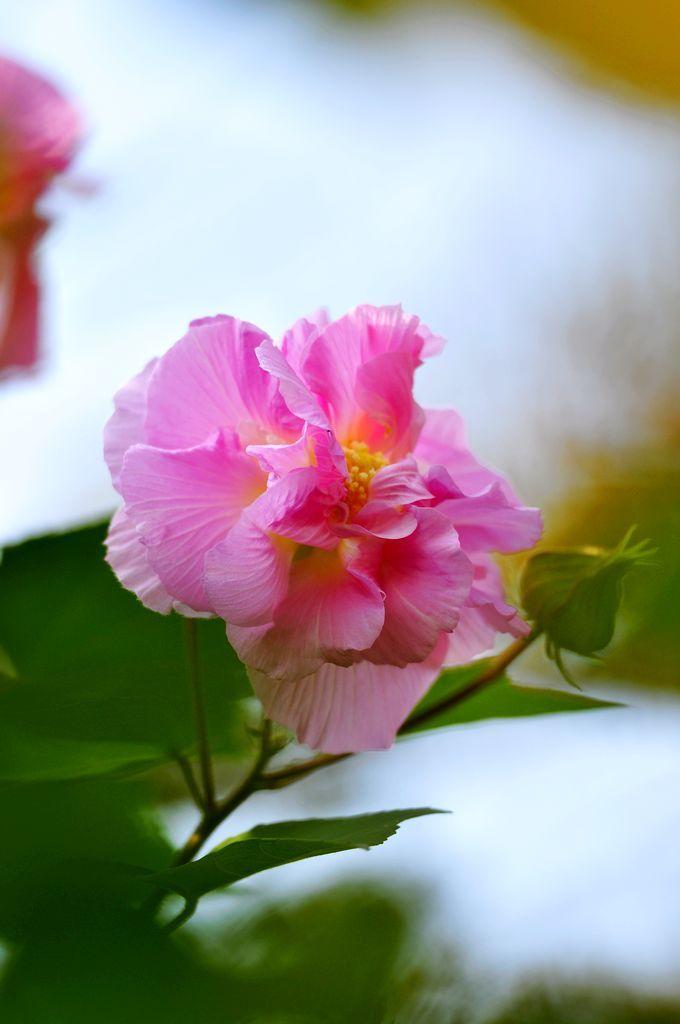 热点对创作者而言，是流量的风口，也是个陷阱。很多创作者盲目追热点，用相似模板和音