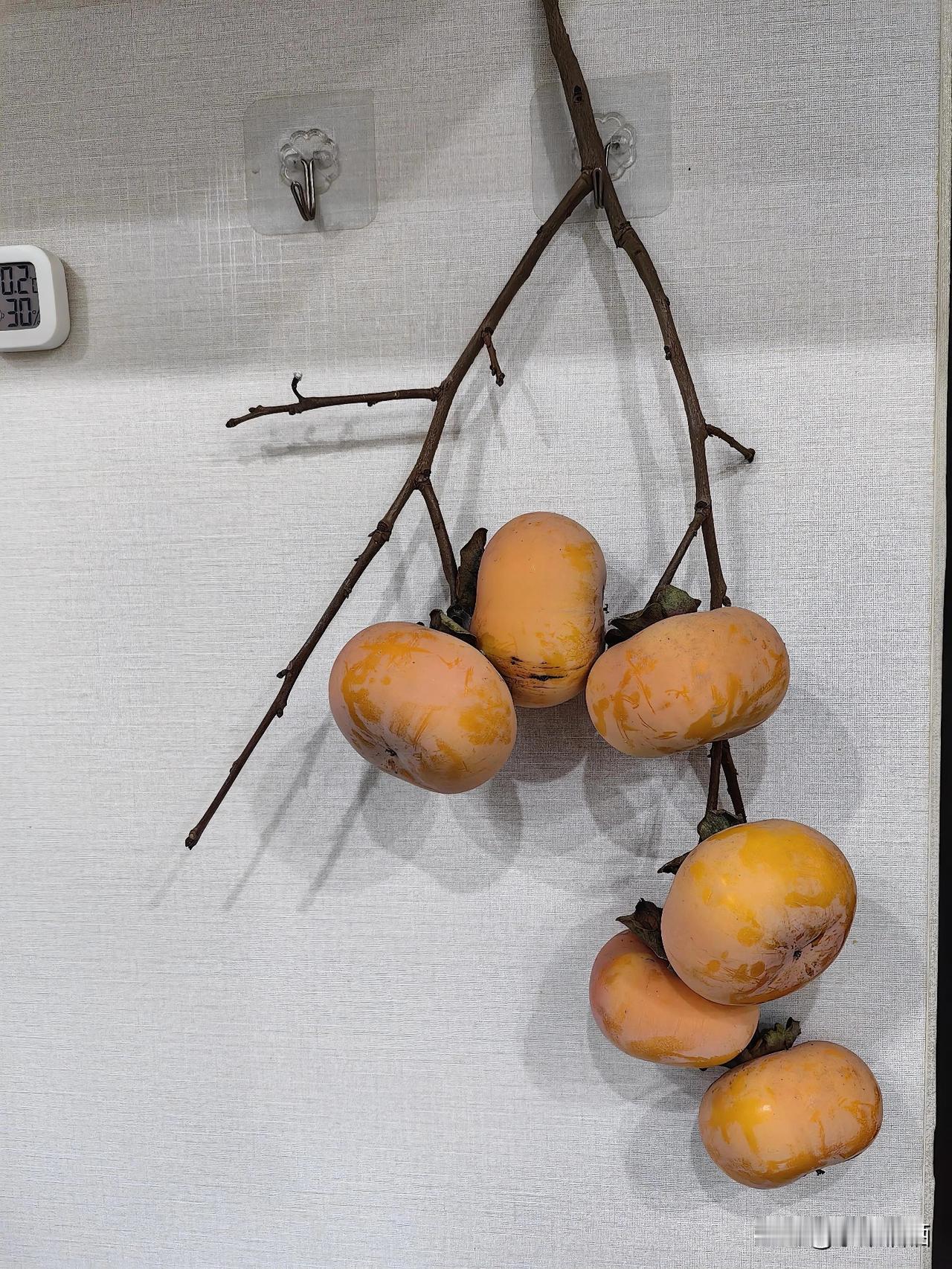 老家带来的脆柿，挂着枝桠比花还耐看，摸起来硬邦邦，闻着却飘着秋天的甜。
 
等它