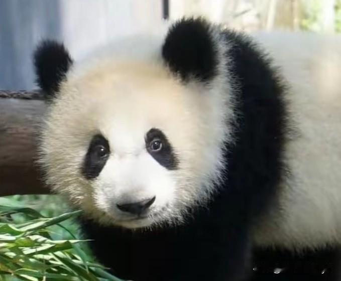 小月亮是不是和良月妈妈共用一张脸？发腮之后的小月亮和妈妈越来越像有没有？
良月从
