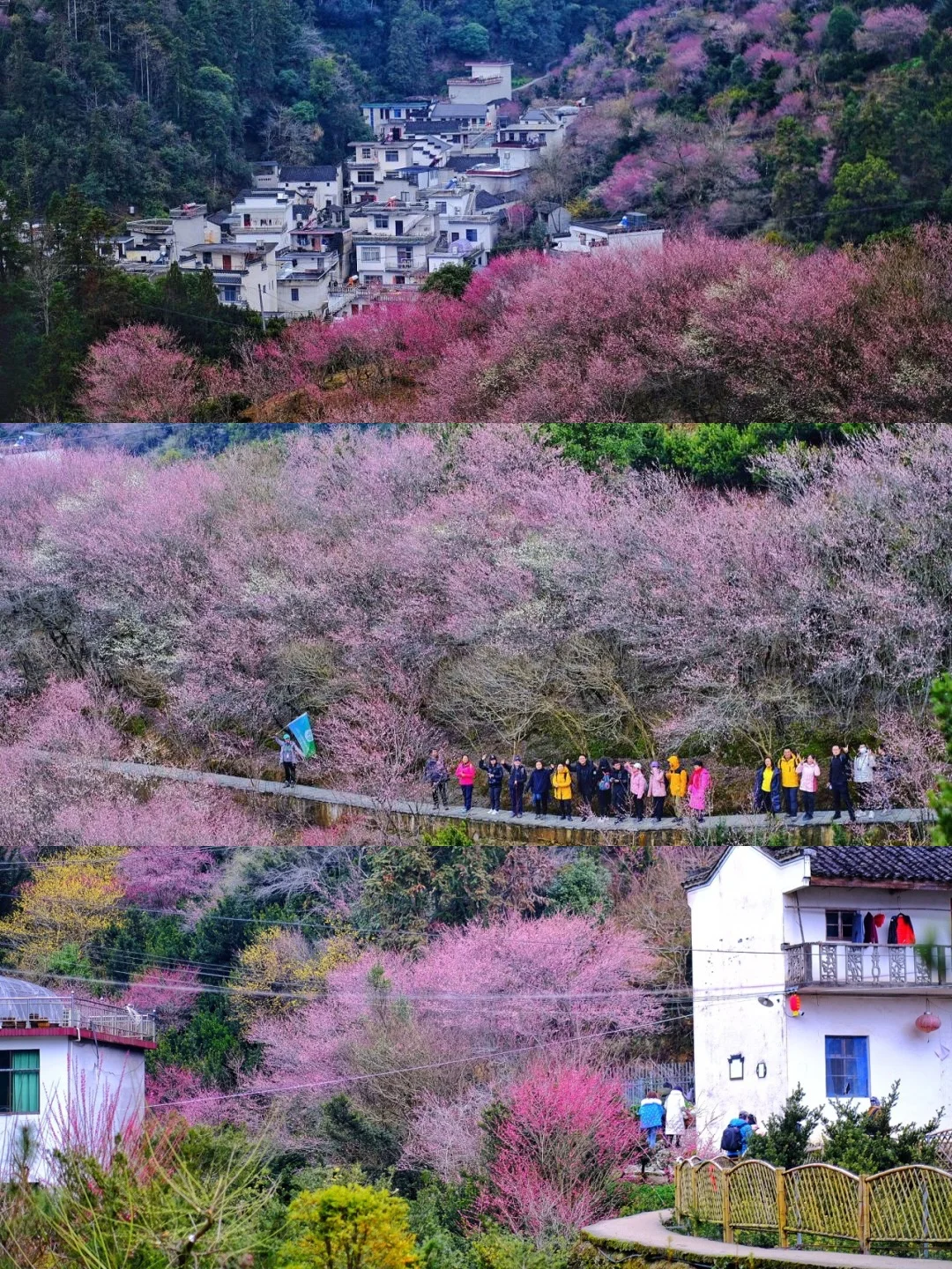 杭州周边一日赏花|古村中江南最美梅林🌸