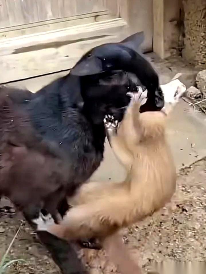 它居然敢当着猫的面，去咬鸡。
我跟你说，这黄鼠狼但凡脑子稍微正常一点，都不至于死