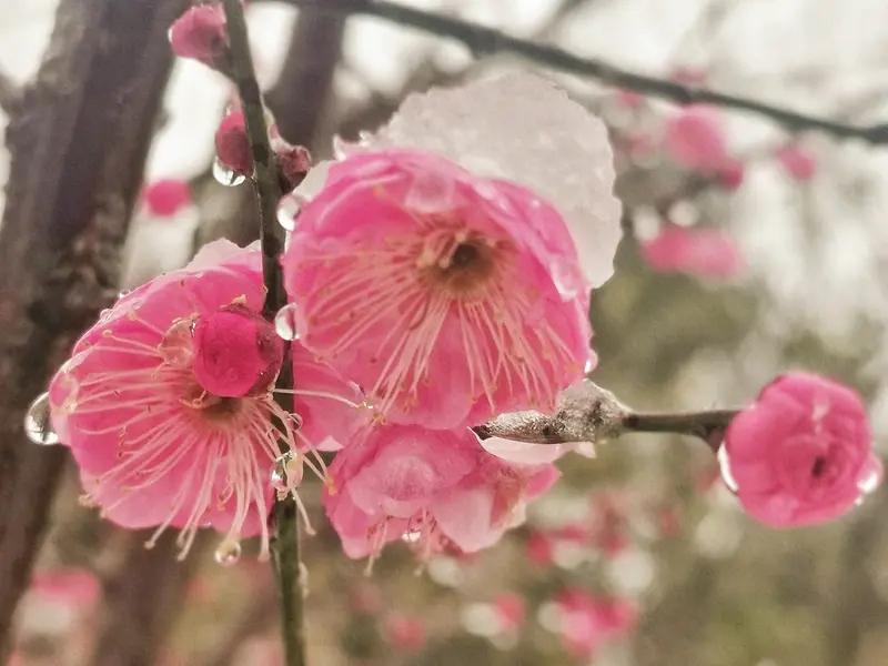 上联：翠竹沐雨添秀色，诚邀下联红梅润雪展新姿。