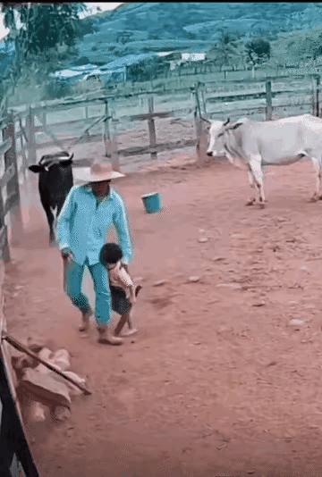 这画面看起来非常的惊险，感觉也像是一幅真实的画面，两头牛的表现是完全不一样的，一