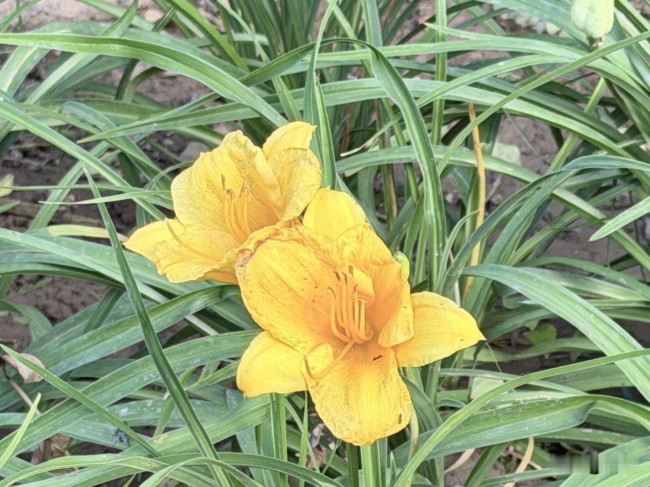 对嘌呤说不！护好关节，从避开“隐形高嘌呤”开始

嘌呤是人体本身就含有的一种物质