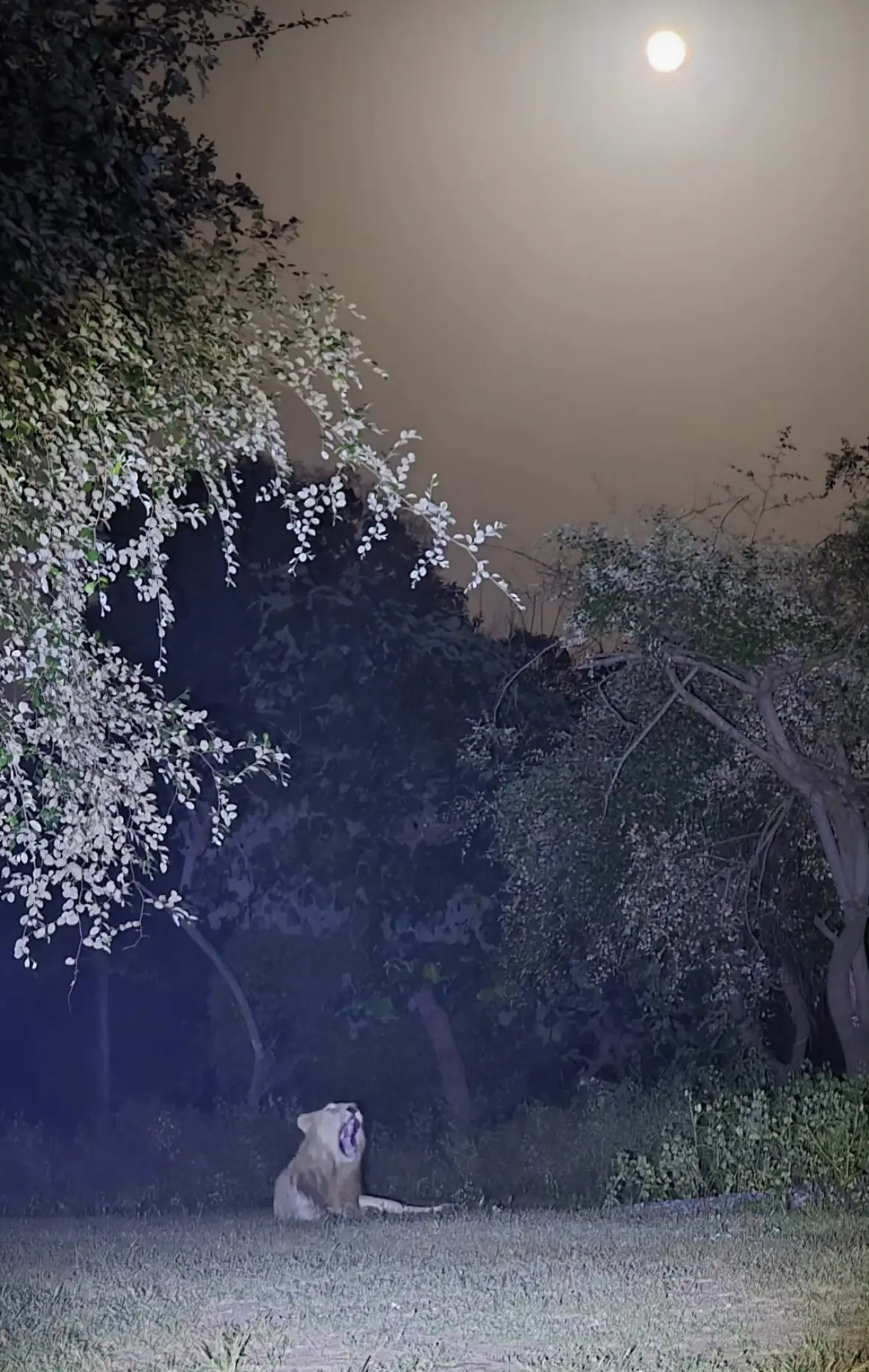 迟来的中秋祝福。一些亚洲狮和满月的合影 祝粉丝宝宝们中秋节快乐，幸福常伴。