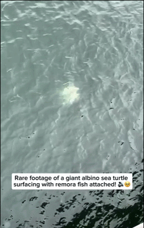 白化海龟和它的附庸们 ​​​