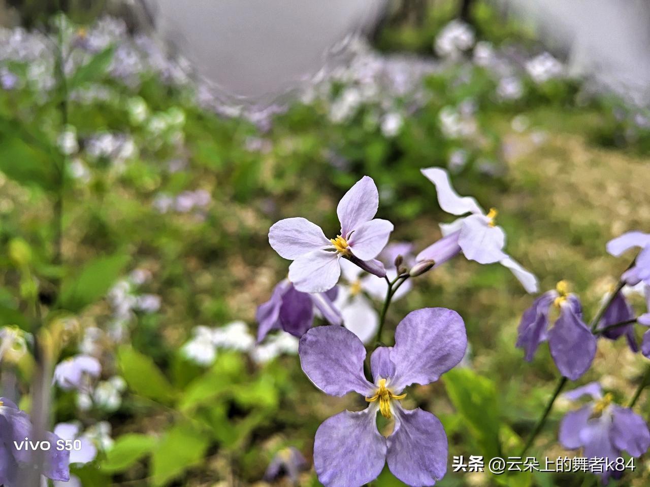 分享你手机里的花花草草的照片只要天气晴好，我几乎每天都要光顾这里。此处草长莺飞，