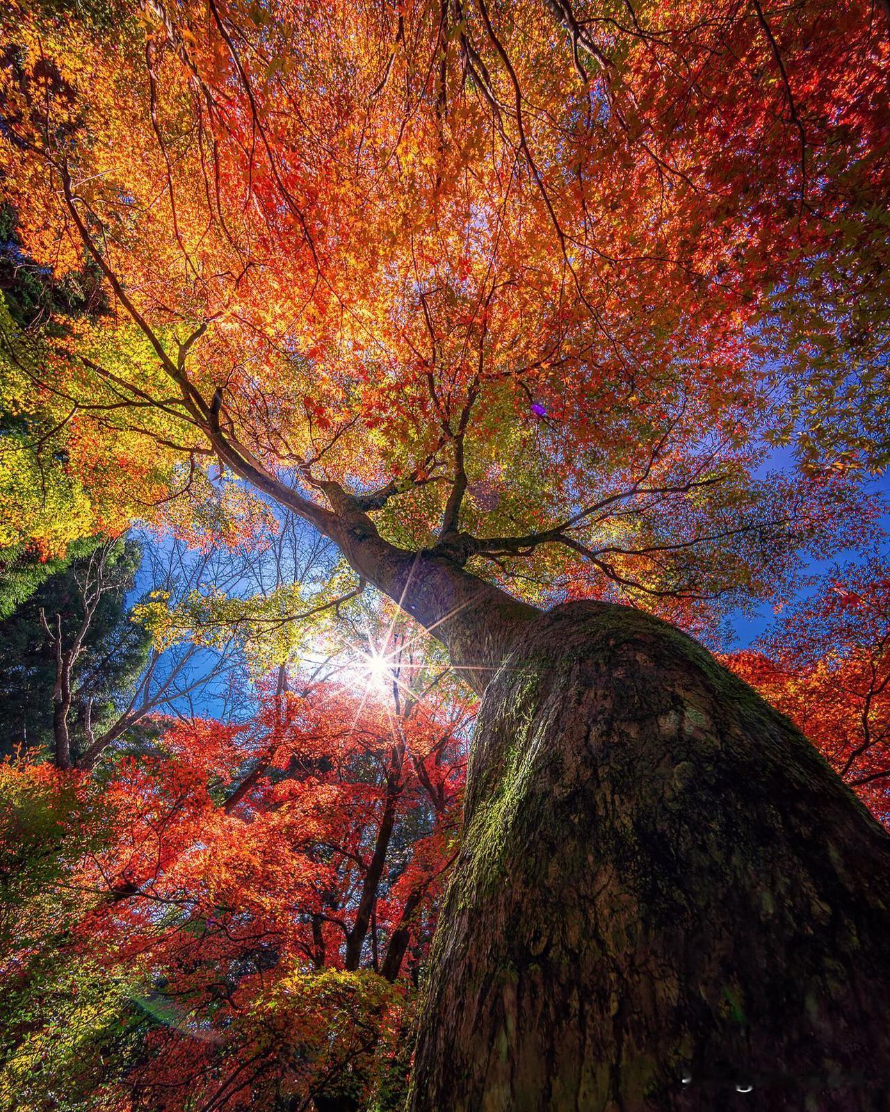 美极了，手机拍秋天的8个技巧，把普通场景拍好看

在秋高气爽的季节里，用手机捕捉