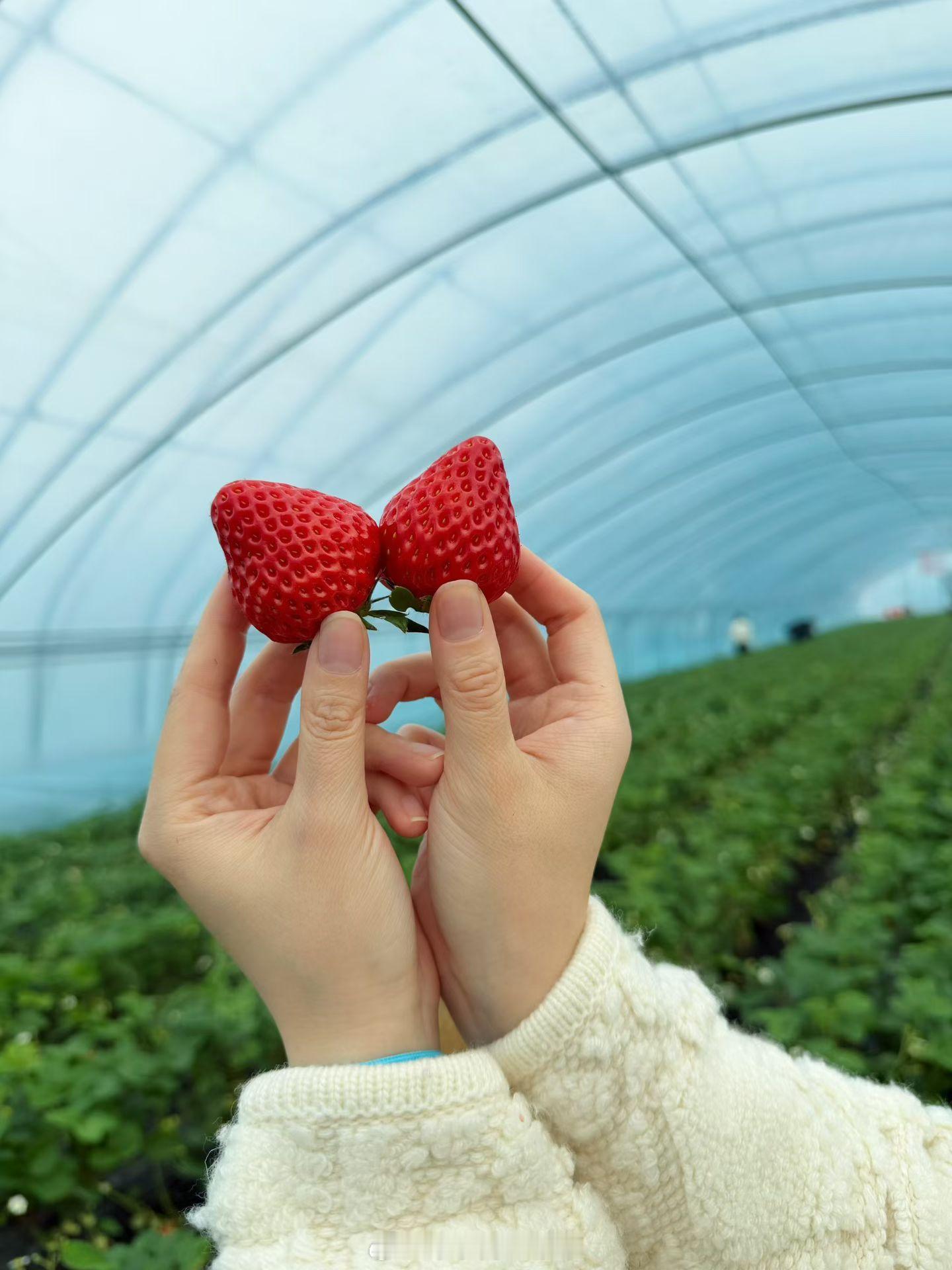 米禾农场草莓季🍓冬日限定浪漫隋珠/红颜/章姬等 无膨大剂甜蜜素还有儿童乐园🦙