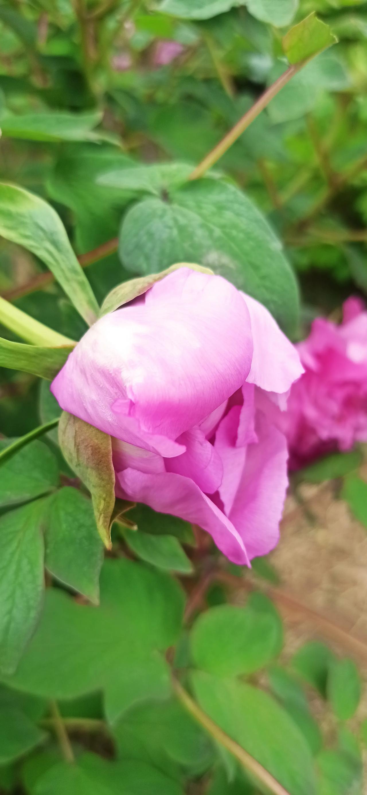玉阑干-春馀
文/莲花书院

烟深柳圃莺声懒。雨歇牡丹春睡浅。
千娇万态为谁开，