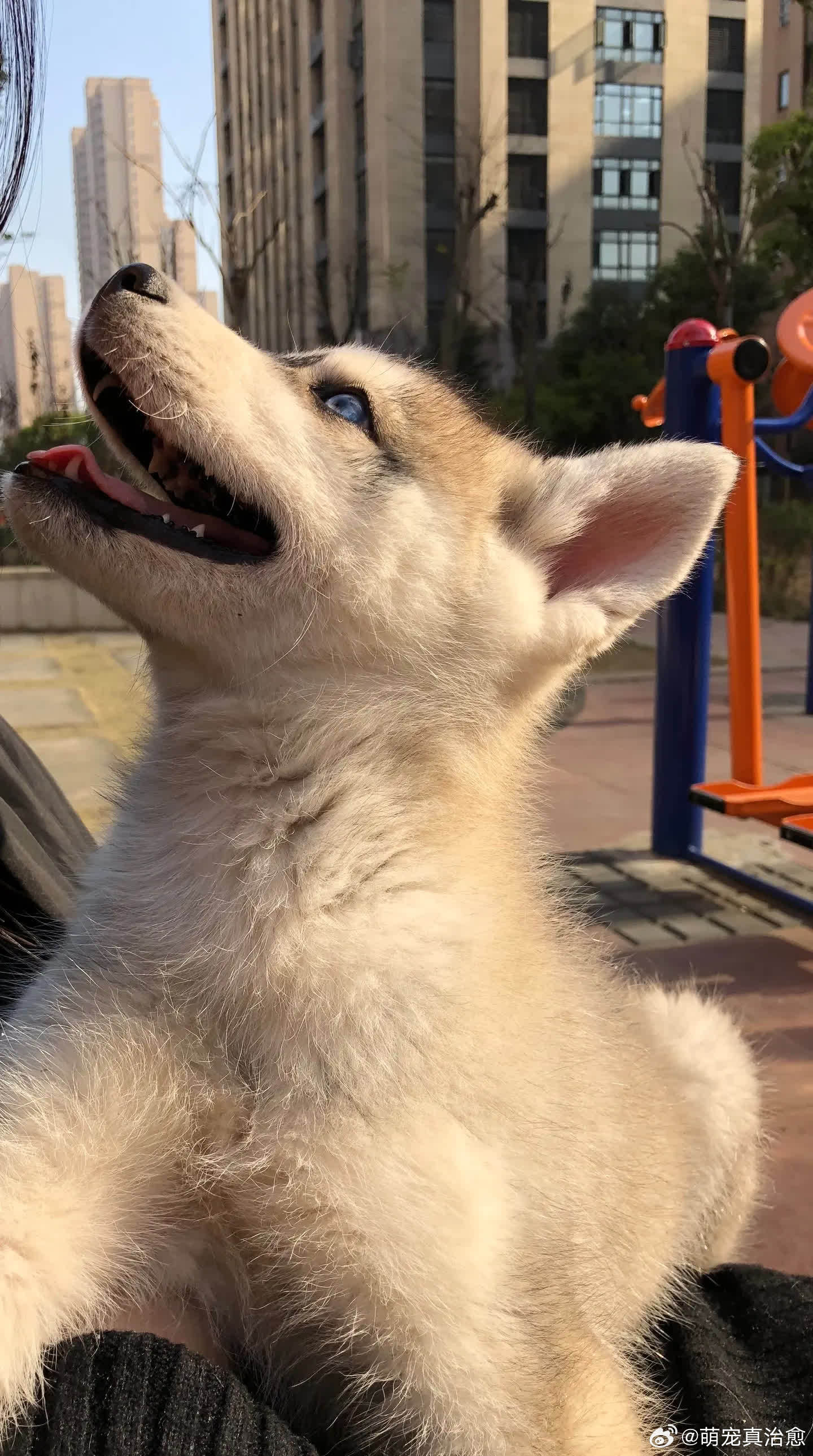 十三小时候的样子。给广大想养哈士奇的盆友做参考🌝萌宠宠物