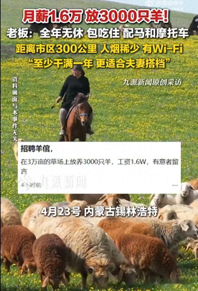 “I人天堂！”内蒙古锡林浩特，一家公司招聘放羊员，月薪16000元，包吃包住，不
