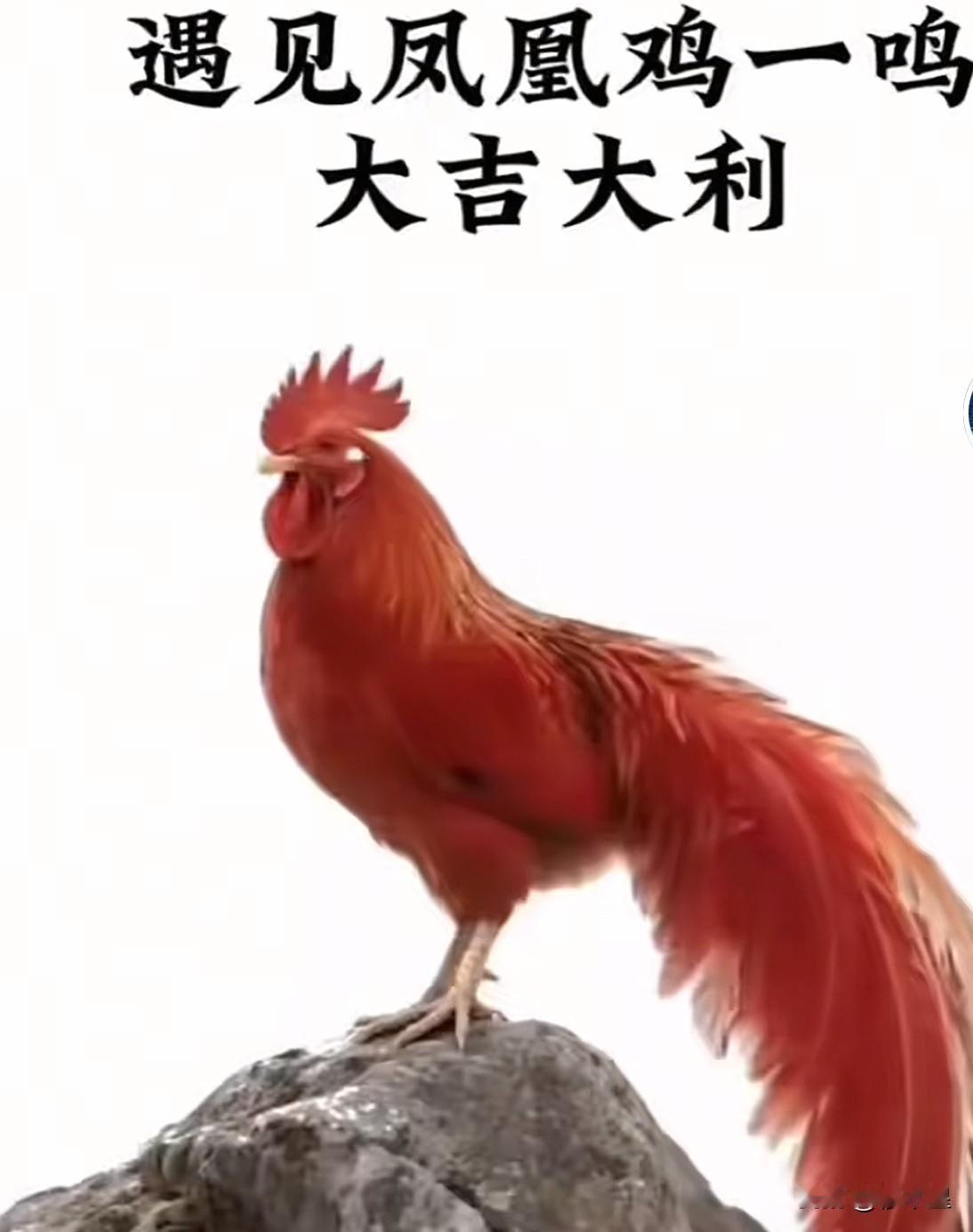 晨起听鸡鸣，
大吉大利，万事顺意。