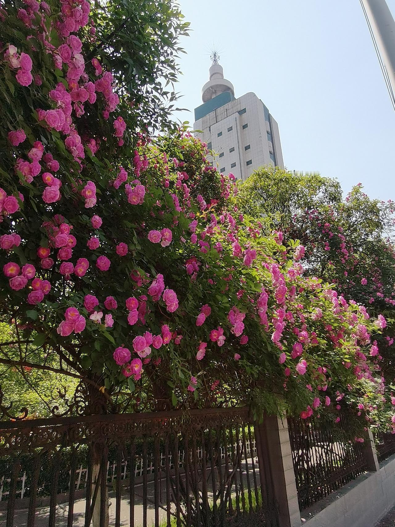 对志愿填报,有什么建议吗? 对志愿填报，有什么建议吗?稳扎稳打便是赚，平淡安稳才