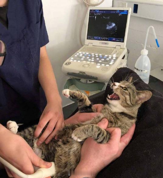 一只怀孕的猫被带去做超声波检查经历的四个阶段：拒绝、愤怒、好奇、妥协[哈哈] ​