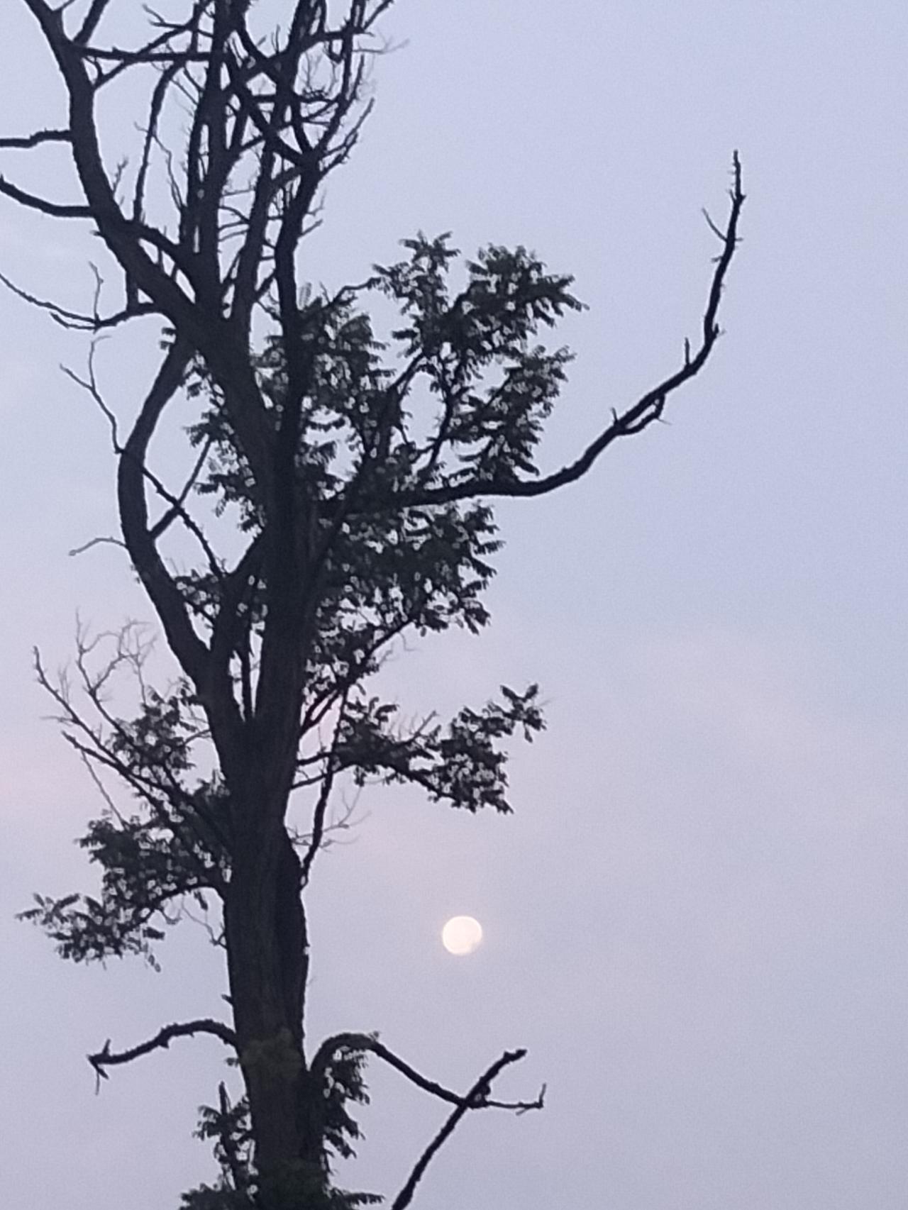 手机随拍晨景老槐举月！