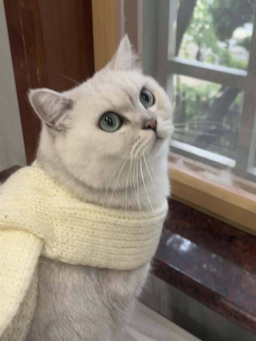 冬天要来咯 （小波再睡觉