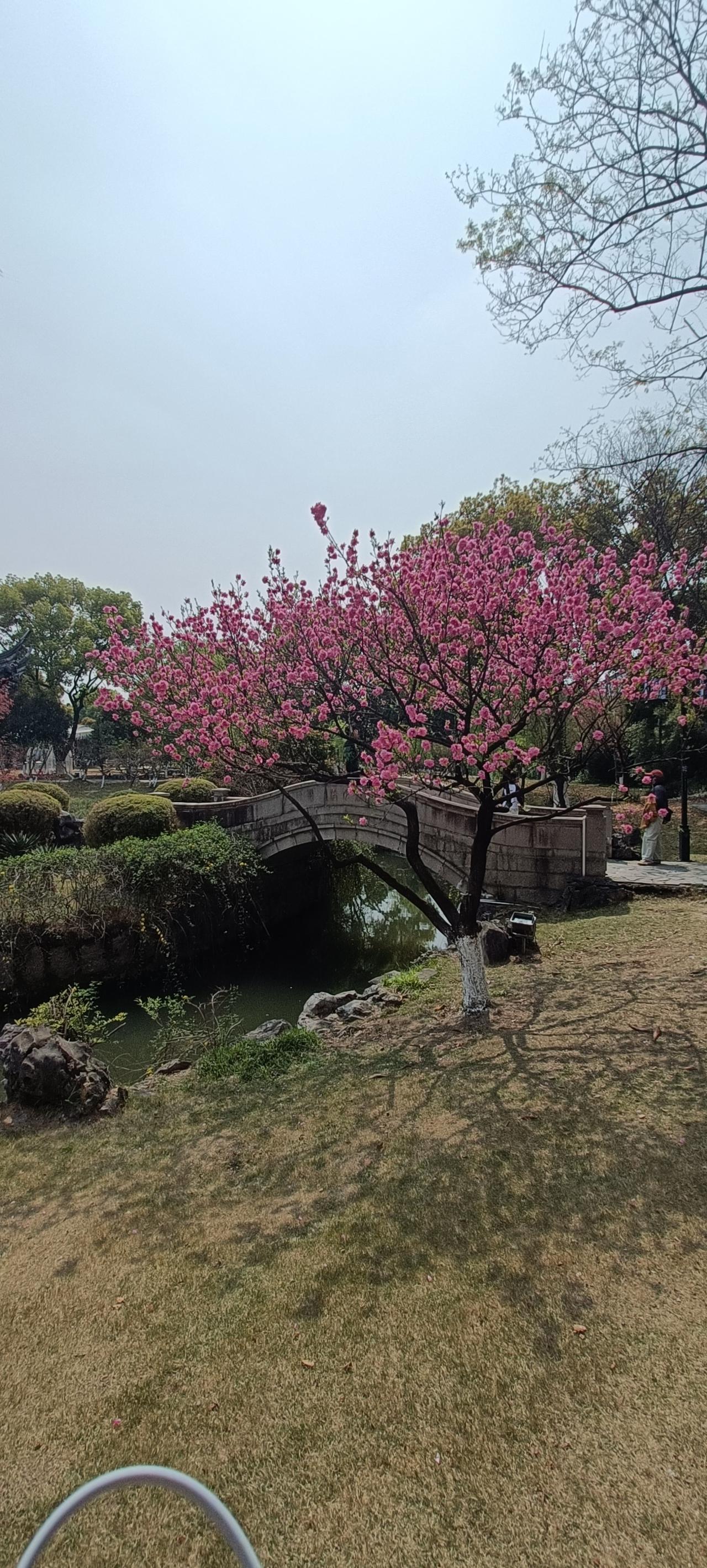 粉嫩樱花盛开，漫步小桥流水间，感受春日浪漫气息。🌸🌸🌸
上联:粉花映桥影，