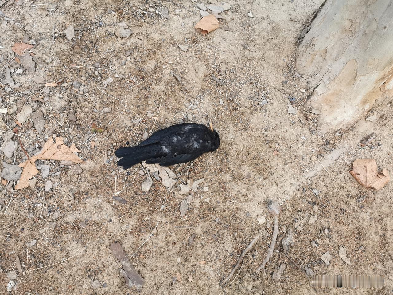 今天早上，一如既往地在森林公园遛弯，发现步道边一只死鸟，身长超20厘米，全身乌黑